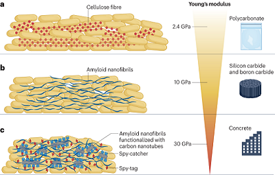 Grafik Biofilme © Bühler, Philipp, Ulber & Gescher, 2023